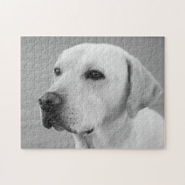 Fotografi av Golden Labrador Retriever| BW Pussel (Horisontell)