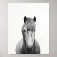 Fotografi av grått-häst, svartvit häst