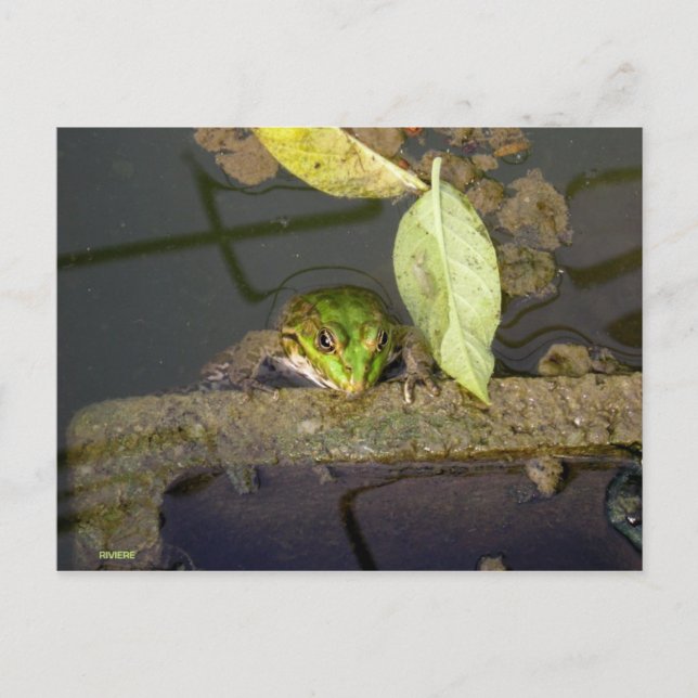 Fotografi av grodlek vykort (Framsida)