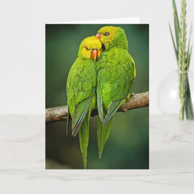 Fotografi av Grönt Parrots Love birds Kort (Framsida)