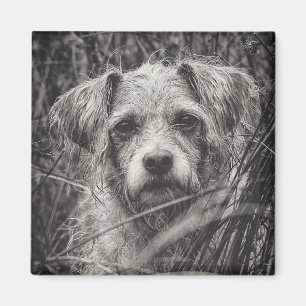 Fotografi av grumlig svartvitt och vit Porträtt Magnet