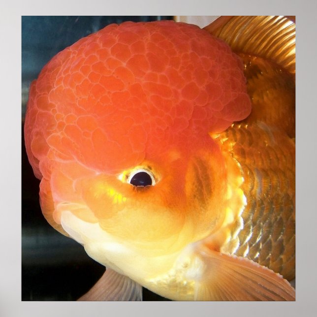 Fotografi av guldfisk i Oranda Poster (Framsidan)