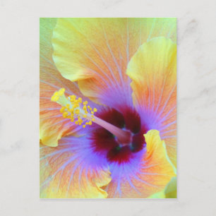Fotografi av Hibiscus-blommor Vykort