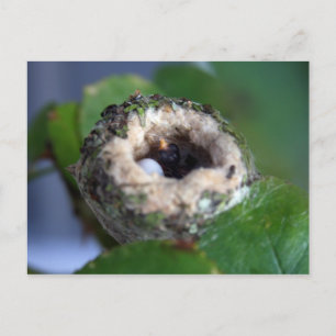 Fotografi av hummingbird Nest Vykort