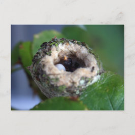 Fotografi av hummingbird Nest Vykort