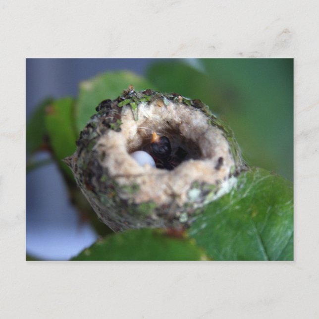 Fotografi av hummingbird Nest Vykort (Framsida)