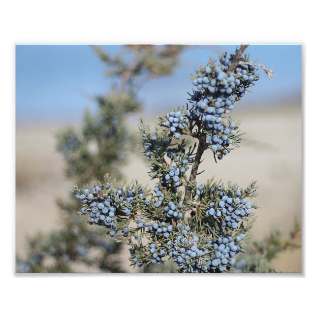 Fotografi av Juniper berry (Framsidan)