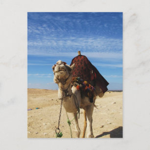Fotografi av kamel i Egypten Vykort