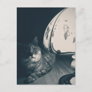 Fotografi av katt och lampa Noir Stil Vykort
