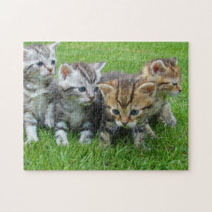 Fotografi av kattunge från djur av Pic Cat Pussel