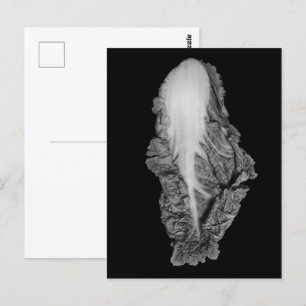 Fotografi av kinesisk kål Porträtt Vykort