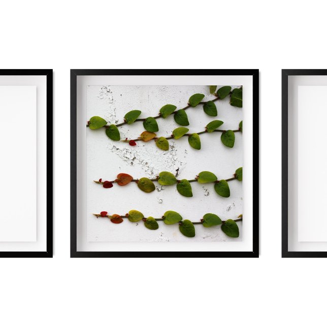 Fotografi av klättringsfig vindel poster (Skapare uppladdad)