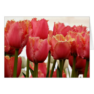 Fotografi av koralltulips   Kort för hälsning av B