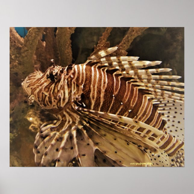 Fotografi av korpionfisk poster (Framsidan)