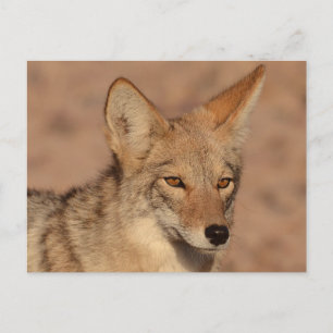 Fotografi av koyote i Nevada Vykort