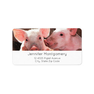 Fotografi av kute Rosa Piglets Animal Photographic Adressetikett