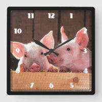 Fotografi av kute Rosa Piglets Animal Photographic