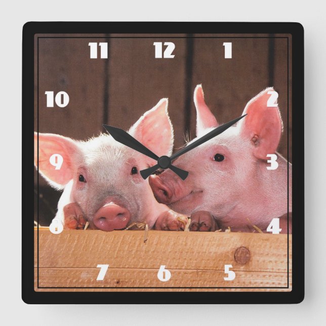 Fotografi av kute Rosa Piglets Animal Photographic Fyrkantig Klocka (Framsida)