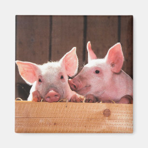 Fotografi av kute Rosa Piglets Animal Photographic Magnet