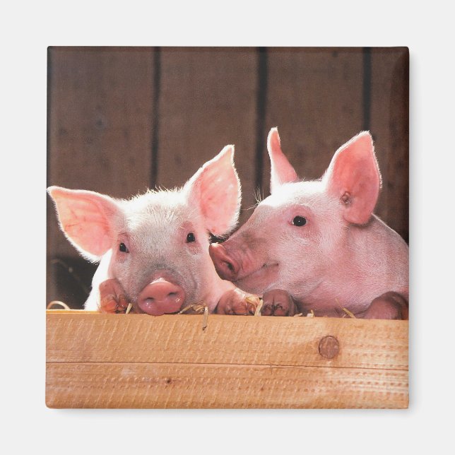 Fotografi av kute Rosa Piglets Animal Photographic Magnet (Framsidan)
