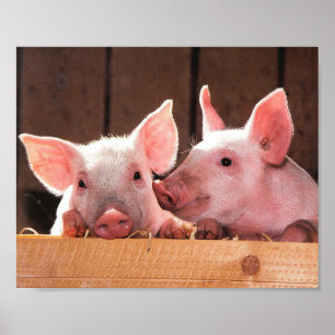 Fotografi av kute Rosa Piglets Animal Photographic Poster