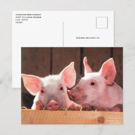 Fotografi av kute Rosa Piglets Animal Photographic Vykort