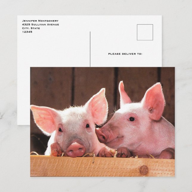 Fotografi av kute Rosa Piglets Animal Photographic Vykort (Fram/baksida)
