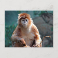 Fotografi av Langur apa vilda djur