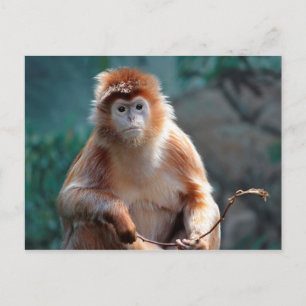 Fotografi av Langur apa vilda djur Vykort