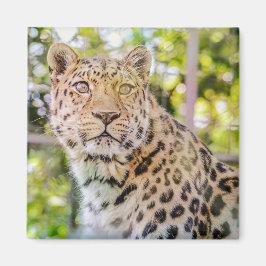 Fotografi av Leopard Sitta Magnet
