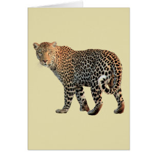 Fotografi av leopard Vild katt Hälsningskort
