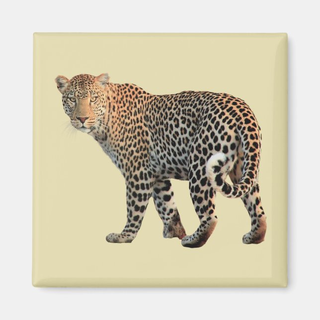 Fotografi av leopard Vild katt Magnet (Framsidan)