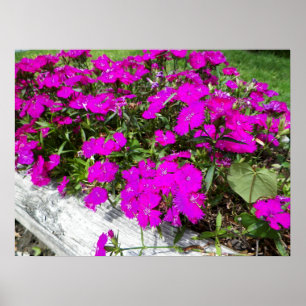 Fotografi av Lila blommor i Fayette, MO Poster