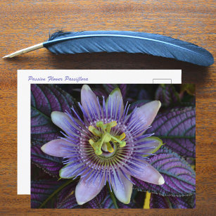 Fotografi av lila Passiflora och Persian Shield Vykort