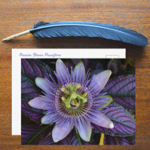 Fotografi av lila Passiflora och Persian Shield