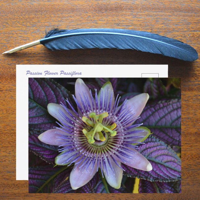 Fotografi av lila Passiflora och Persian Shield Vykort (Skapare uppladdad)