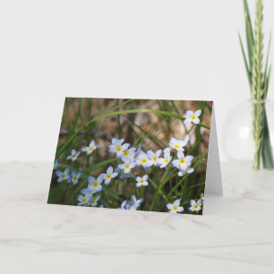 Fotografi av ljusblått och Gula blommor Kort