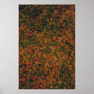 Fotografi av luftfartsvy i skog poster