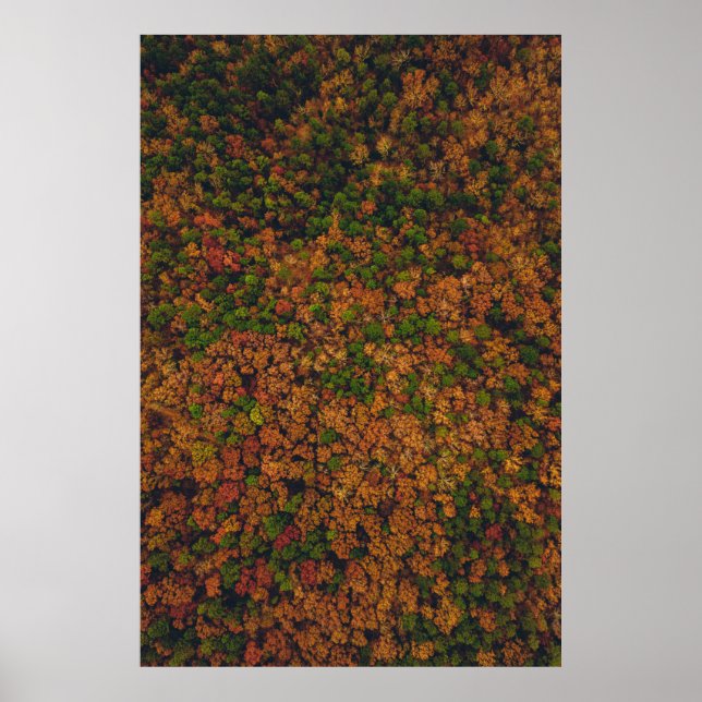 Fotografi av luftfartsvy i skog poster (Framsidan)