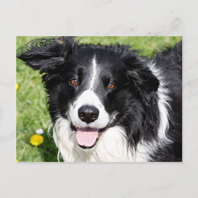 Fotografi av lycklig hund vykort (Framsida)