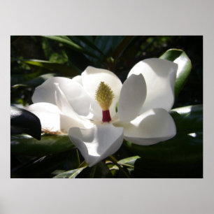 fotografi av magnolia fotot poster konstutskrift