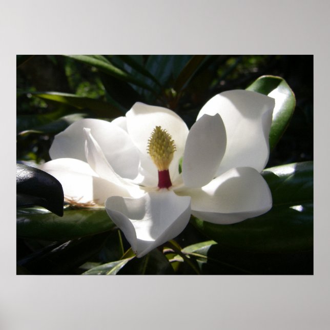 fotografi av magnolia fotot poster konstutskrift (Framsidan)