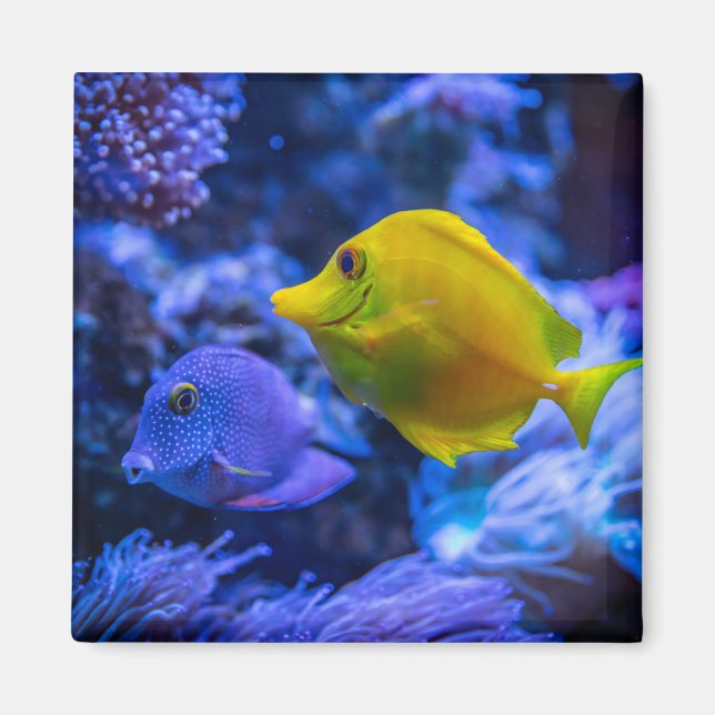 Fotografi av marina djur för vattenlevande Nautist Magnet (Framsidan)