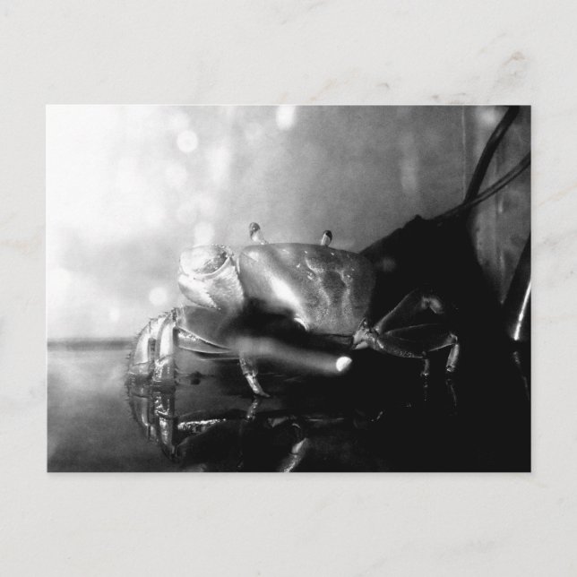 Fotografi av monokromt Hermit Crab Vykort (Framsida)