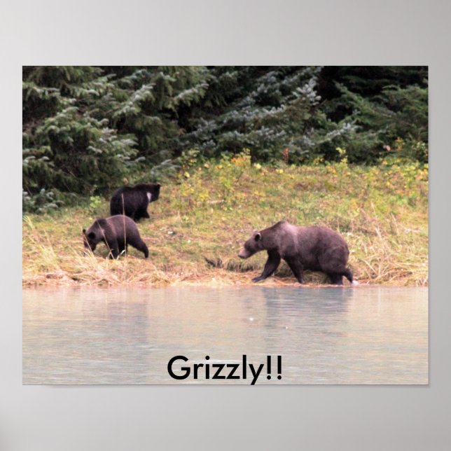Fotografi av Mor Grizzly och 2 unge Poster (Framsidan)
