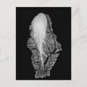 Fotografi av Napa Cabbage Porträtt Vykort