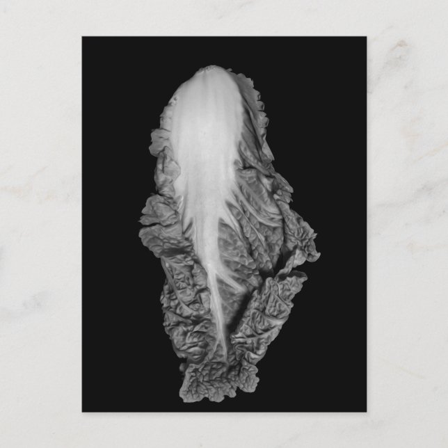Fotografi av Napa Cabbage Porträtt Vykort (Framsida)