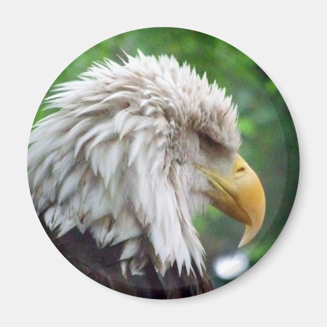 Fotografi av örn magnet (Framsidan)
