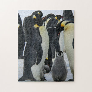 Fotografi av penguiner från Mor och Baby djur Pussel
