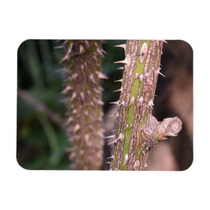 Fotografi av Plant Stem Thorns Nature Park Magnet
